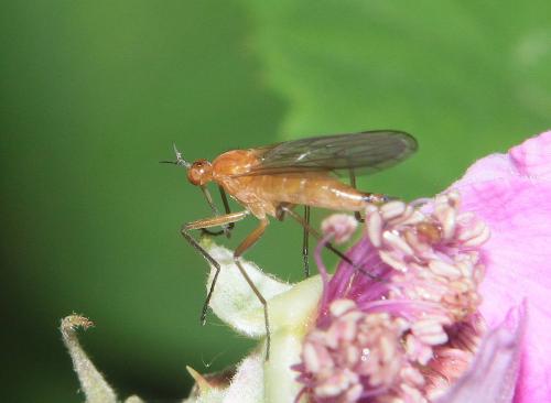 Empis lutea